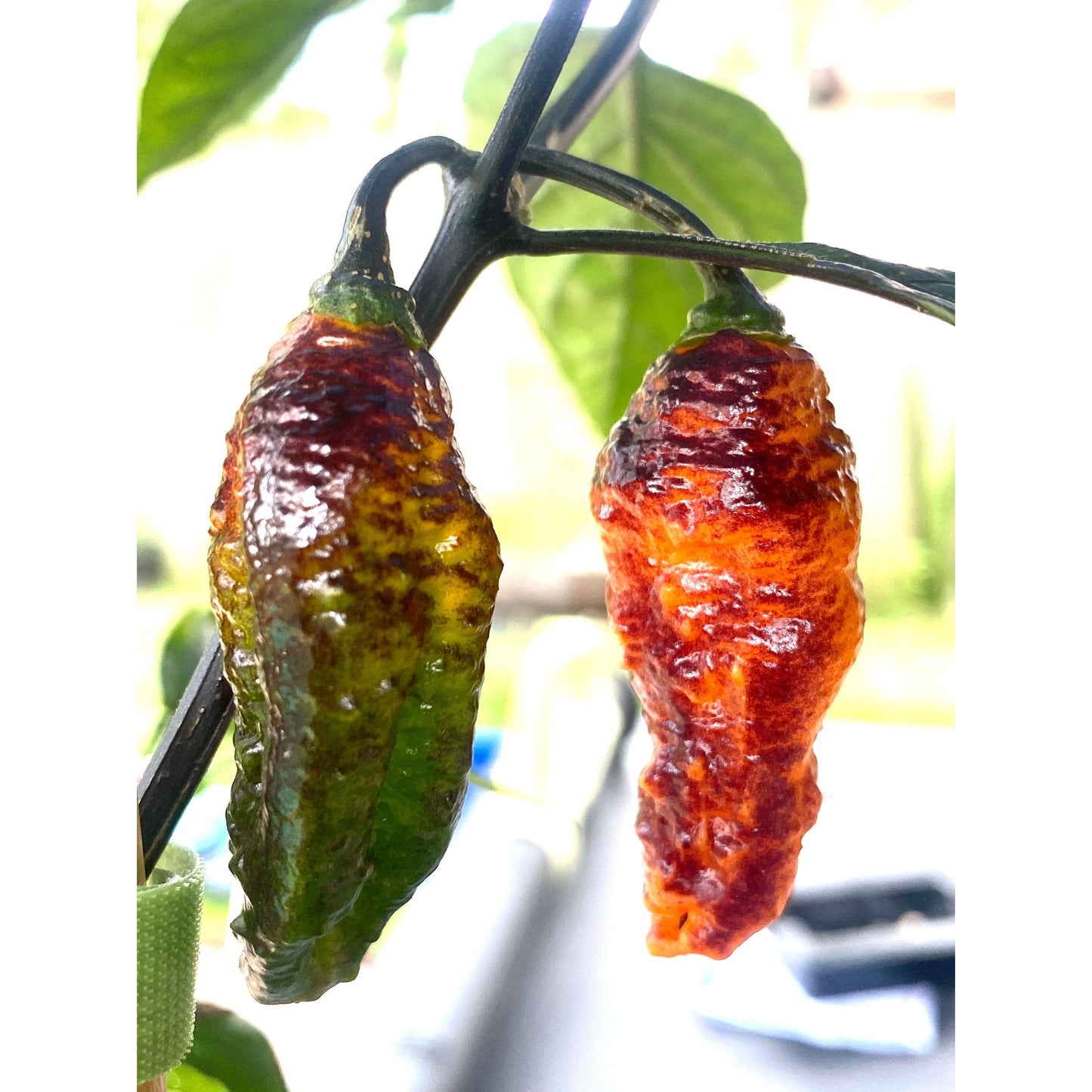 Hallows Eve Halloween Hot Pepper Seeds 10+