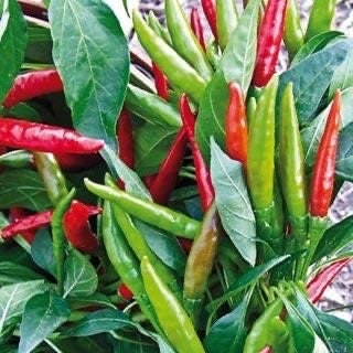 Thai Dragon Hot Pepper