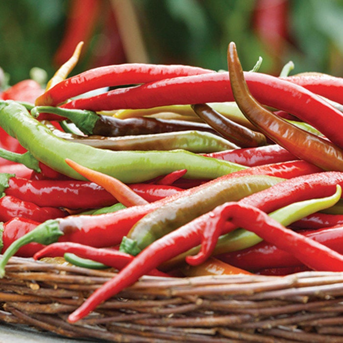 Thai Dragon Hot Pepper