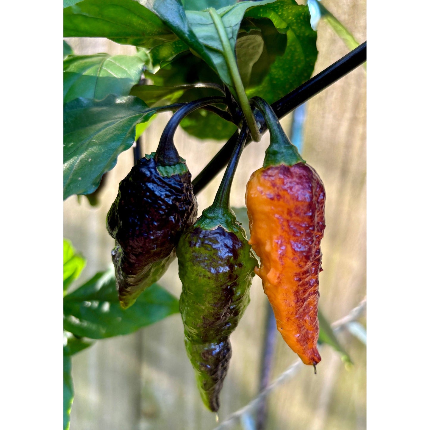 Hallows Eve Halloween Hot Pepper Seeds 10+