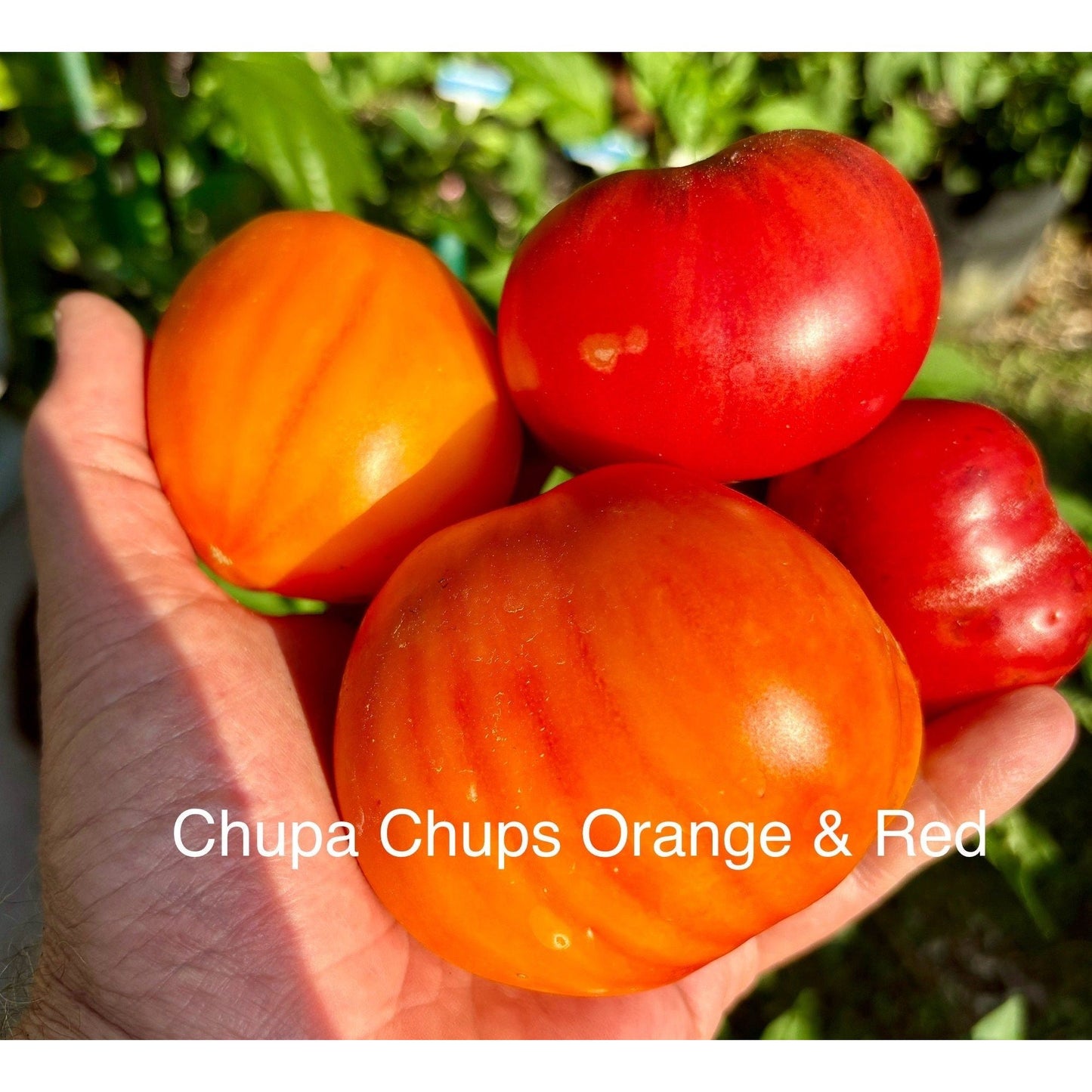 Chupa Chups Orange Tomato Seeds