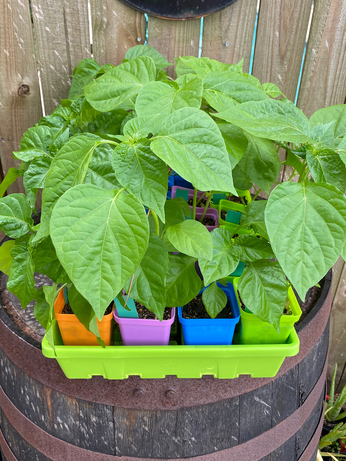 Top 10 Peppers To Grow In a Warm Southern Climate