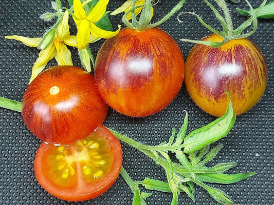 Rebel Starfighter Cocktail Tomato Seeds