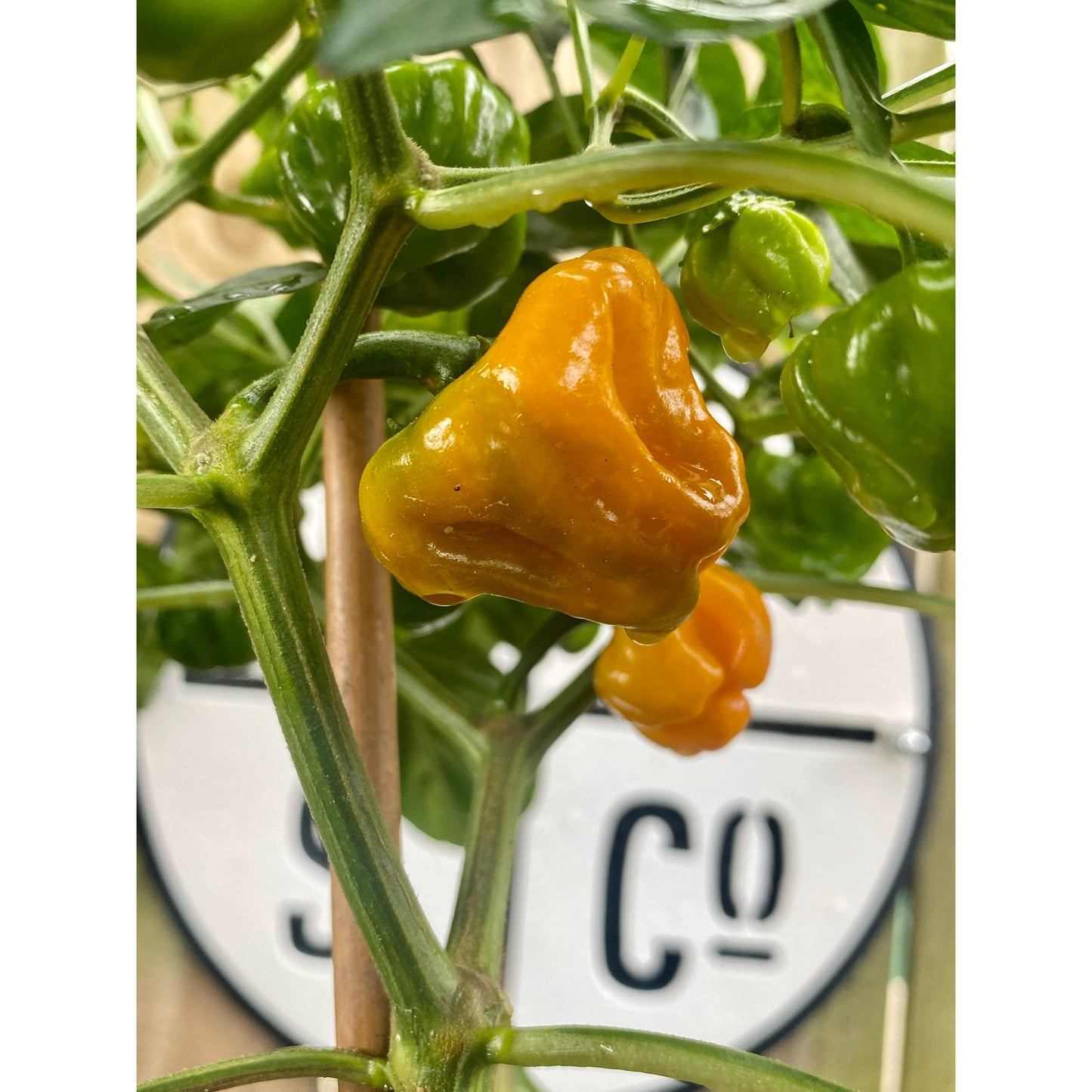 Jamaican Yellow Mushroom Pepper Seeds