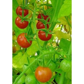 Everglades Tomato Seeds