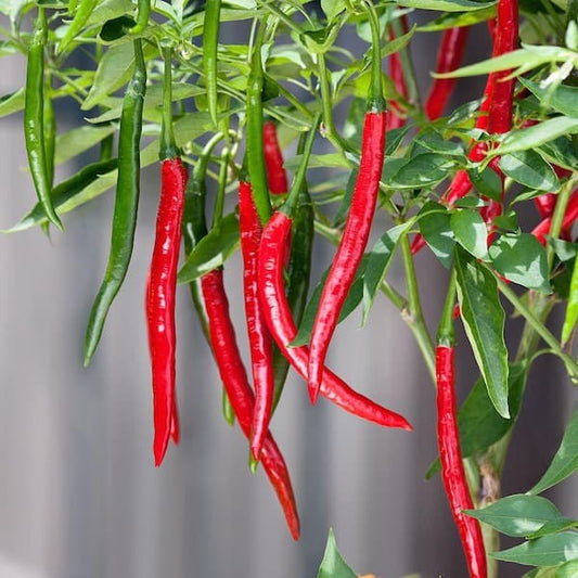 Dragon Cayenne Hot Pepper Seeds