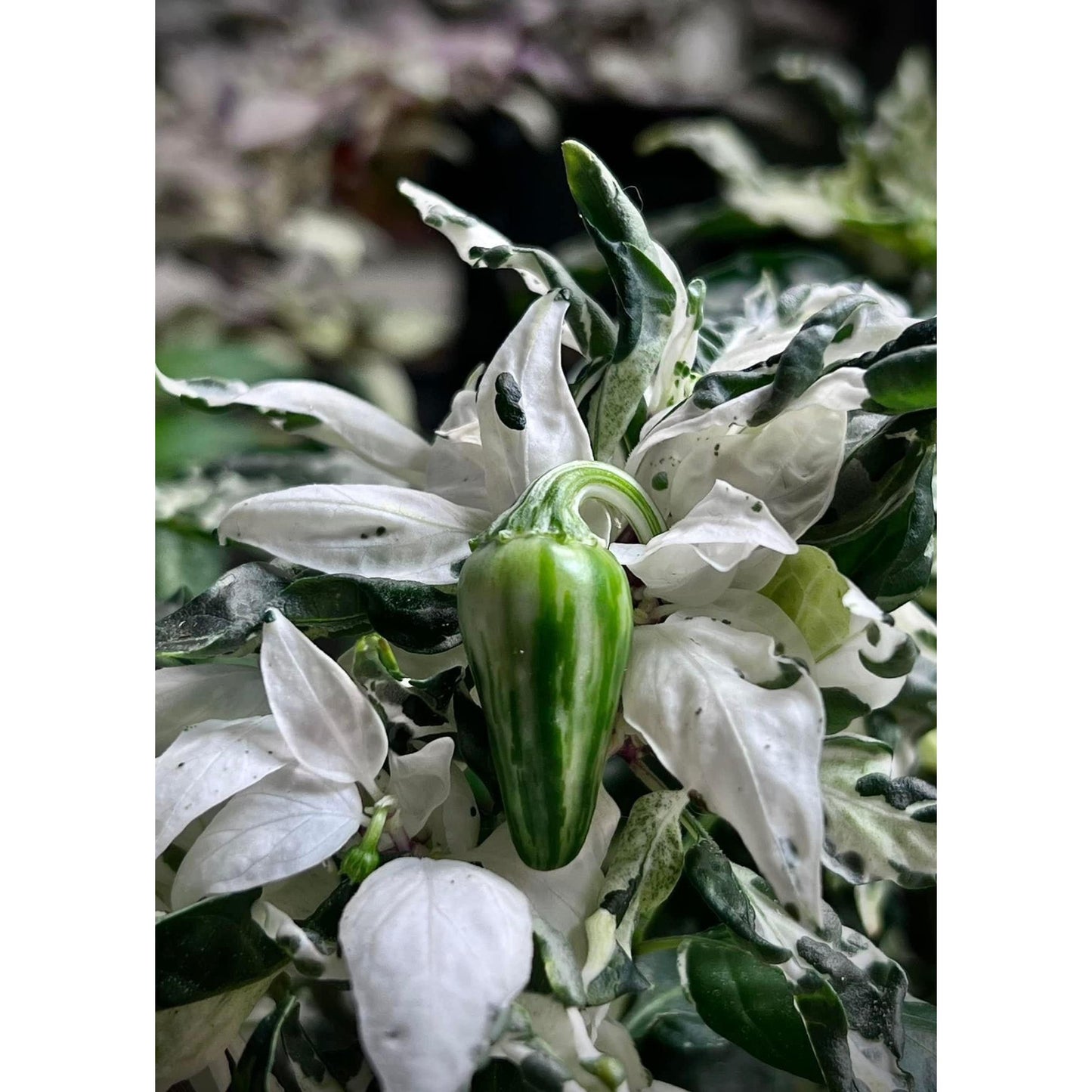 Mattapeño Jalapeño Hot Pepper Seeds