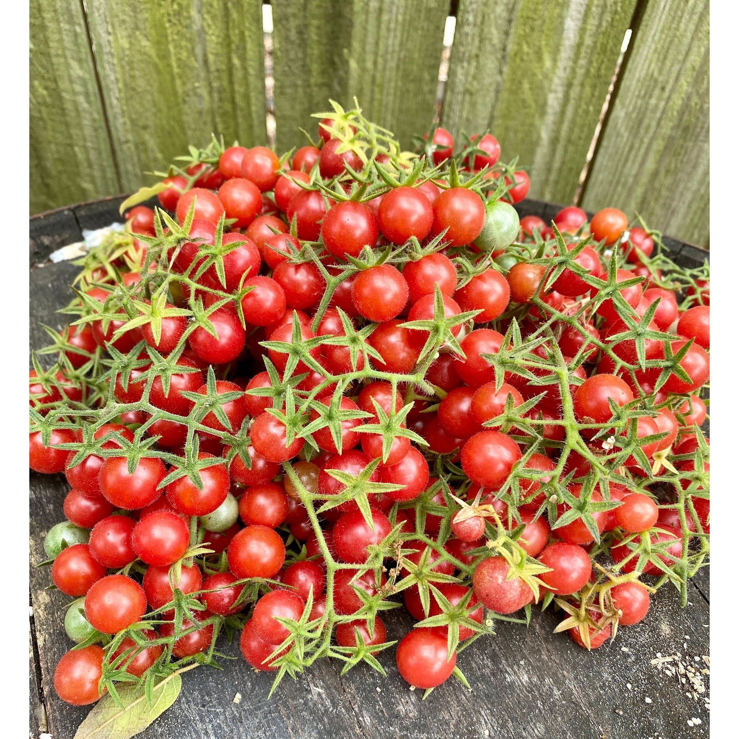 Everglades Tomato Seeds