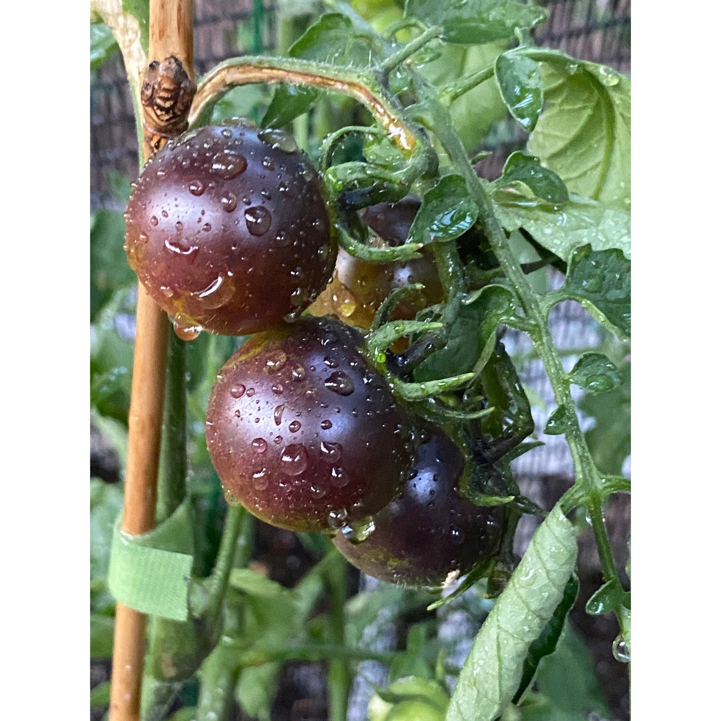 Dancing With Smurfs Tomato Seeds