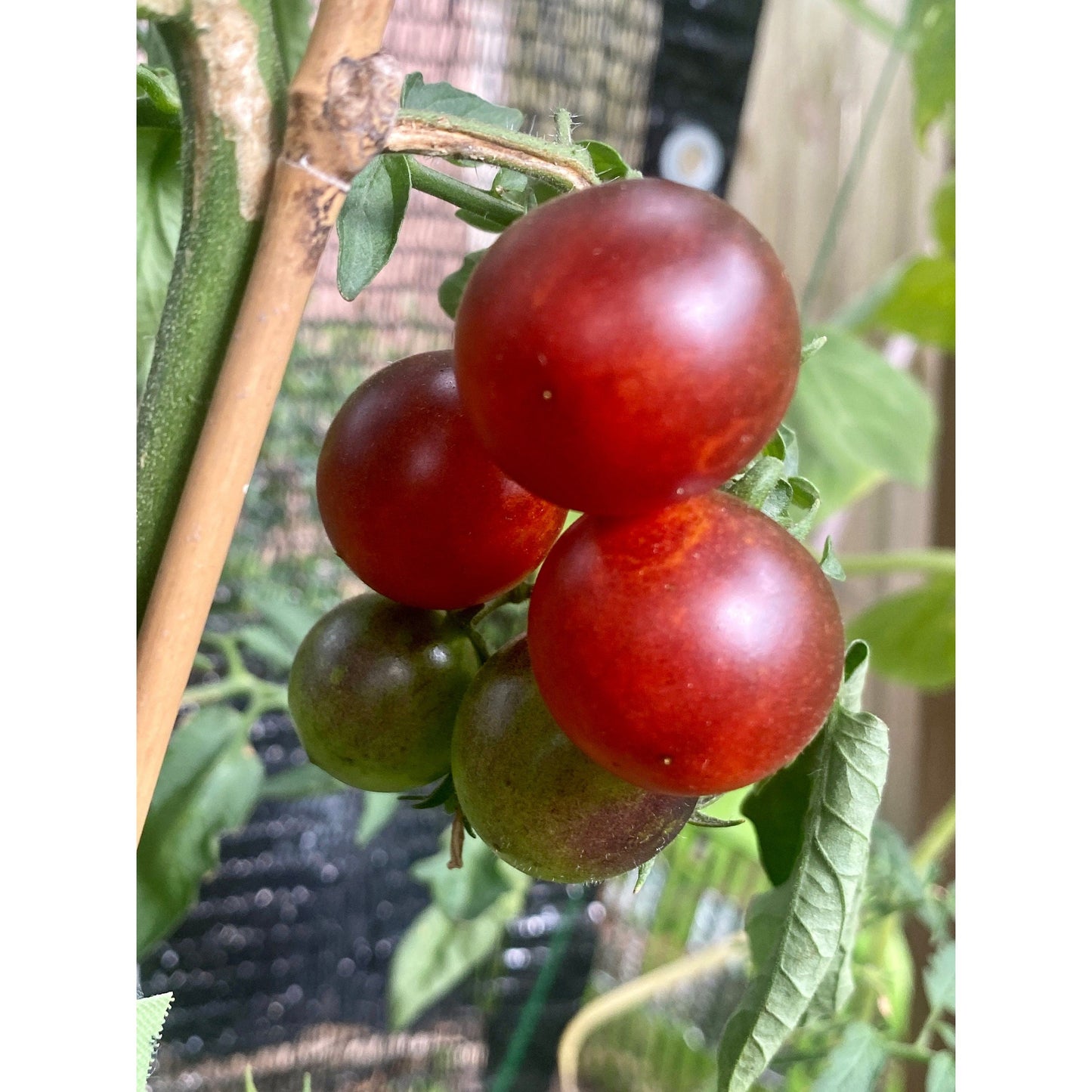 Dancing With Smurfs Tomato Seeds