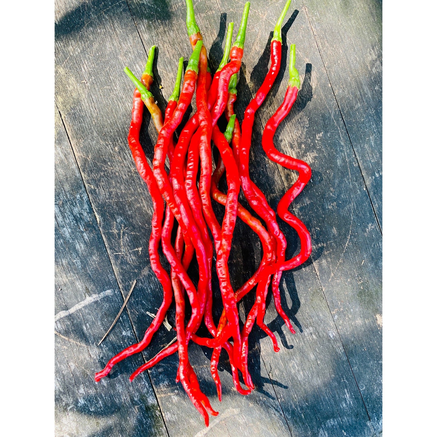 Thunder Mountain Longhorn Pepper Seeds