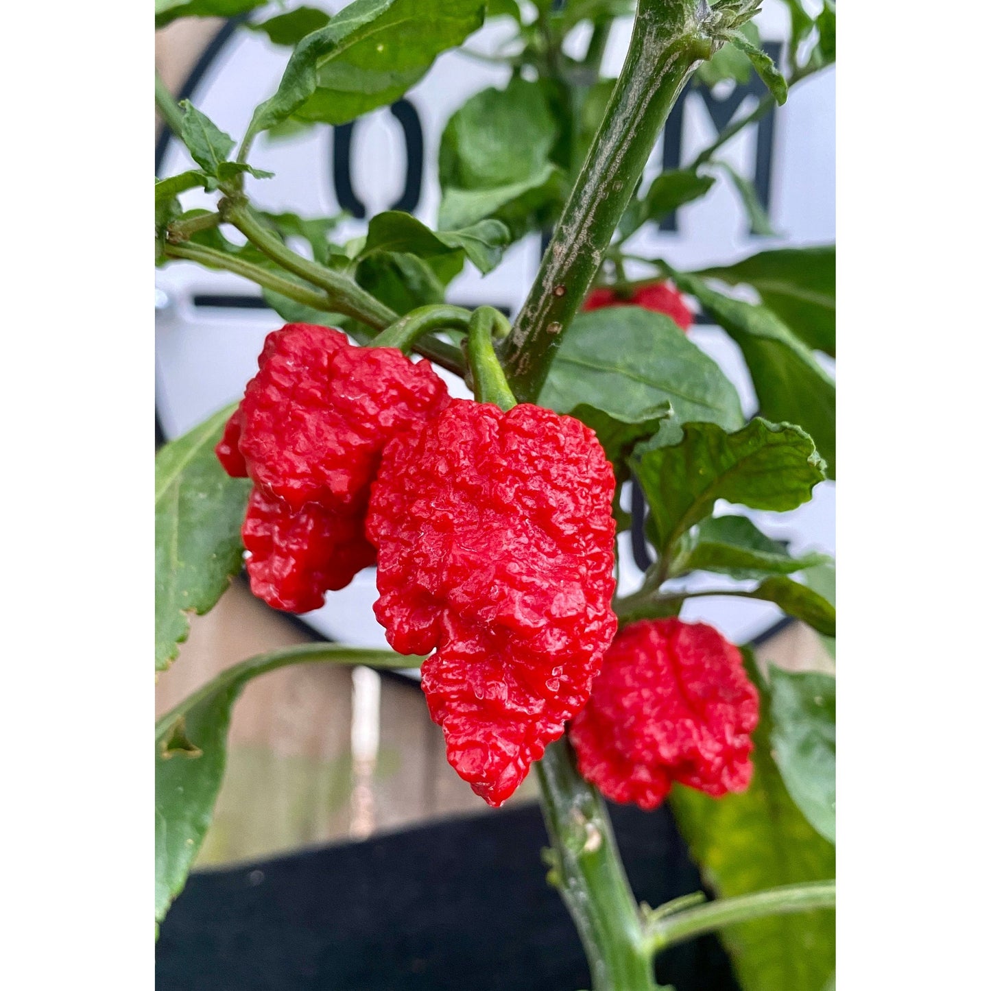 Dragons Breath Hot Pepper Seeds