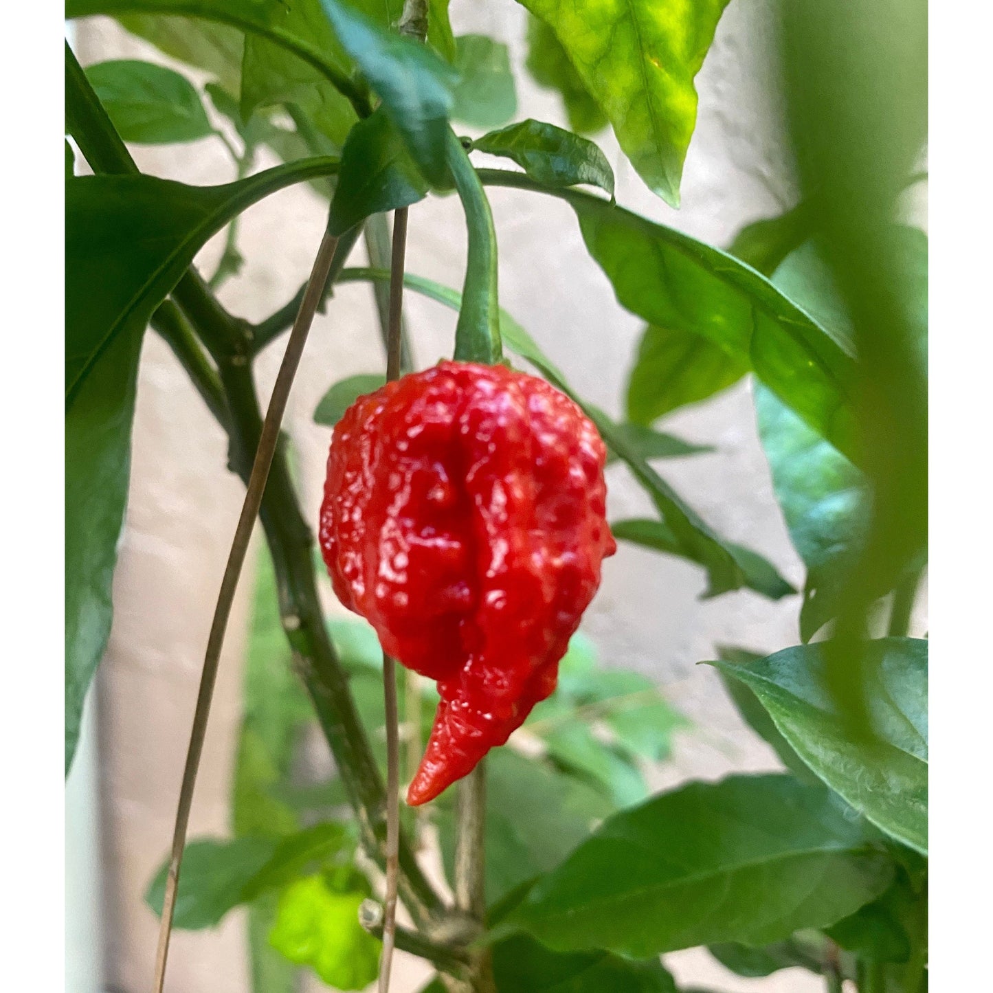 Dragons Breath Hot Pepper Seeds