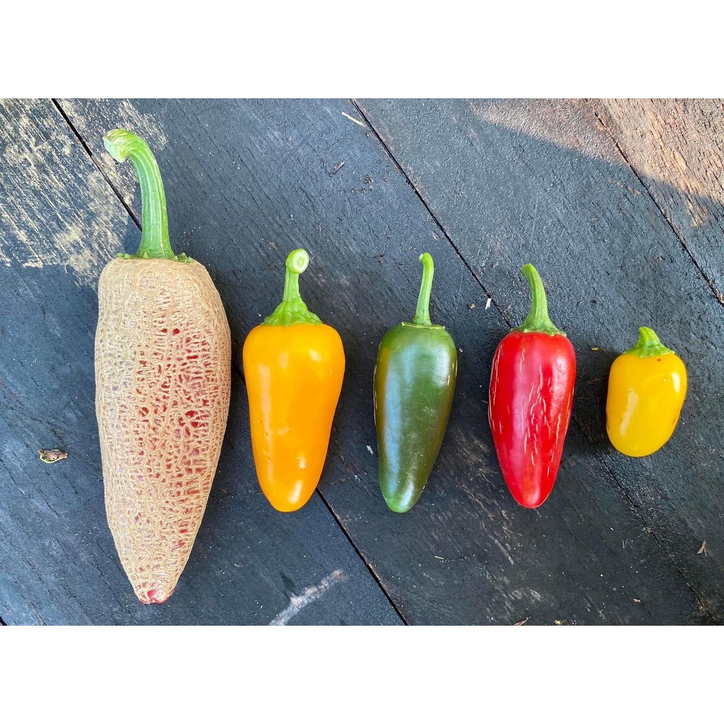 Jalapeño Mix Pepper Seeds. Farmers Market, Pumpkin Spice, Early, TAM & Lemon Spice