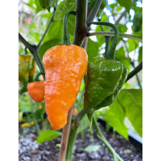 Bhutlah Scorpion HOT Pepper Seeds