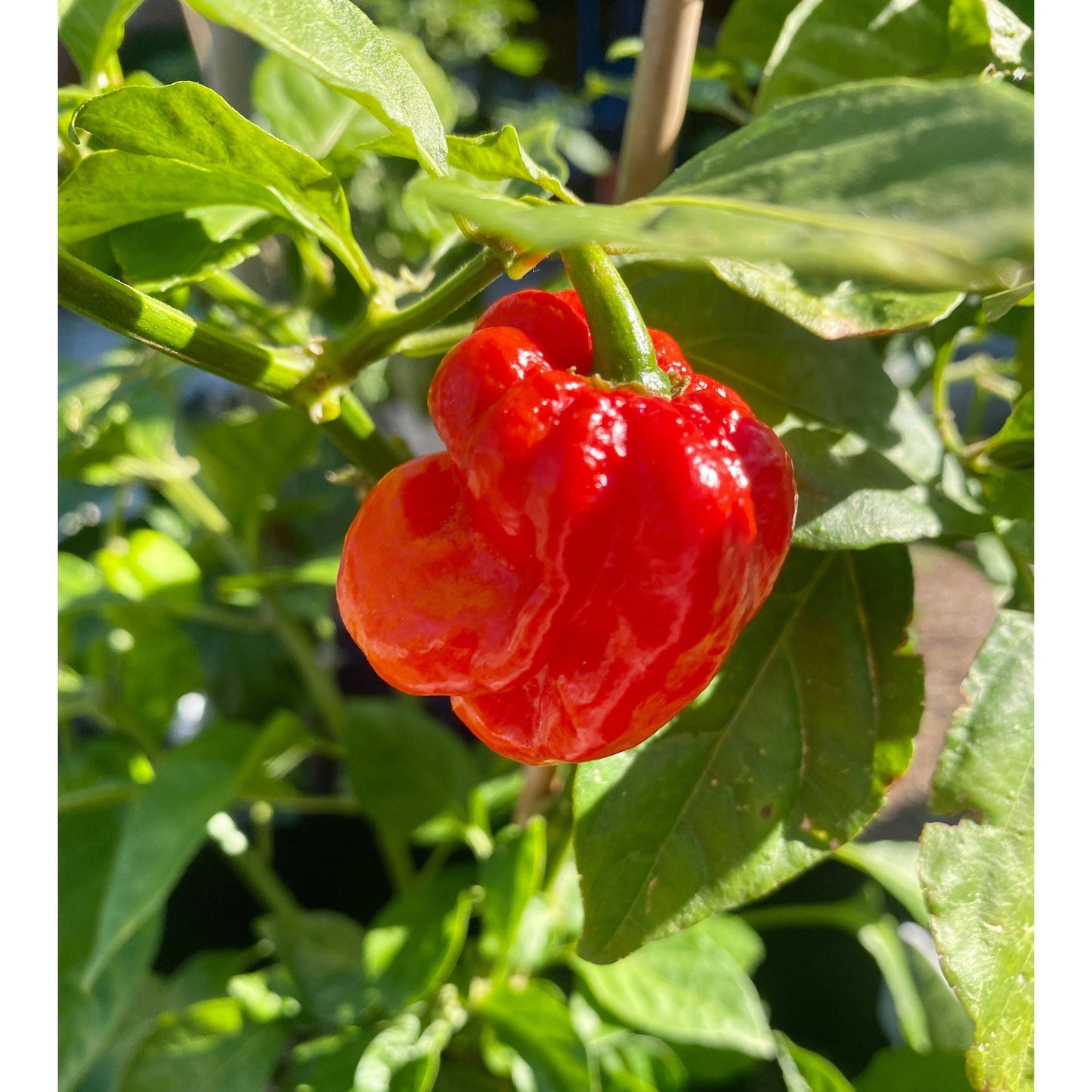 Aleppo Syrian Silk Road Pepper Seeds