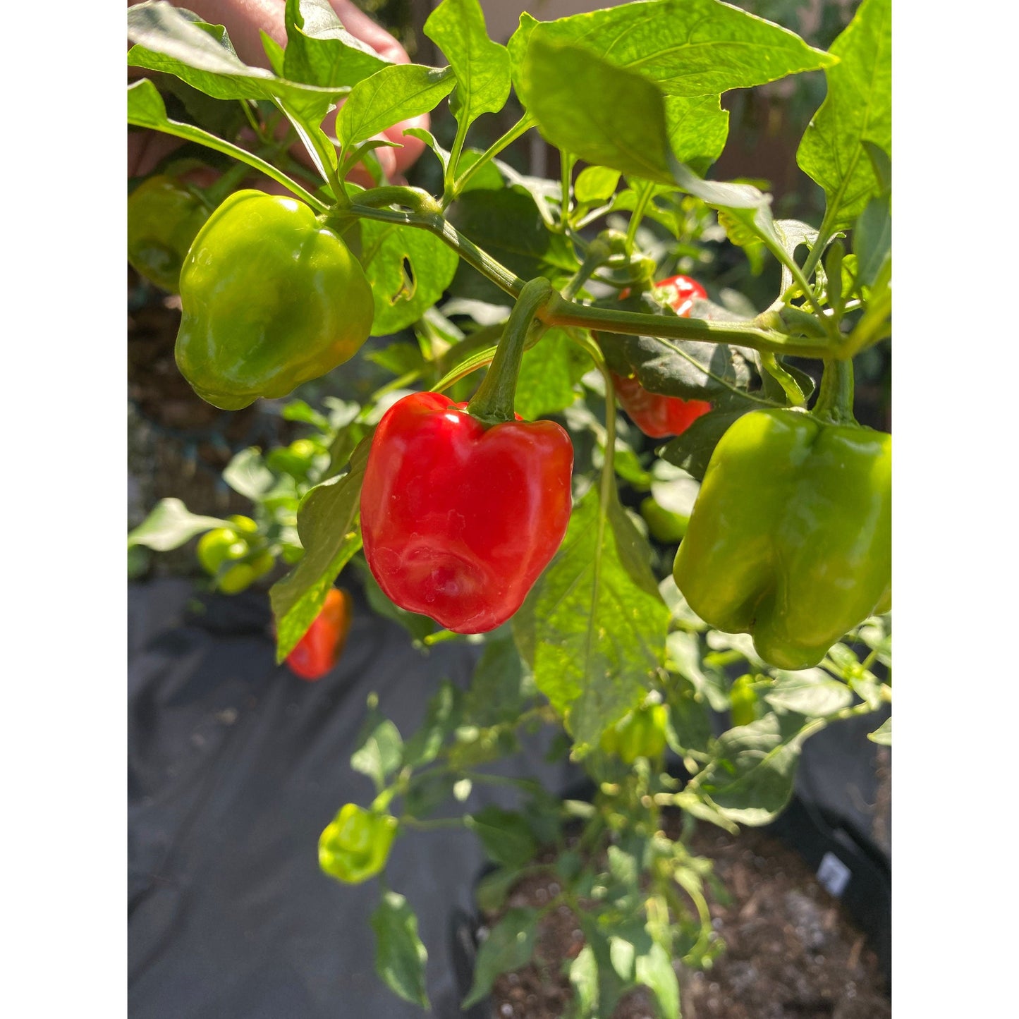 Aleppo Syrian Silk Road Pepper Seeds