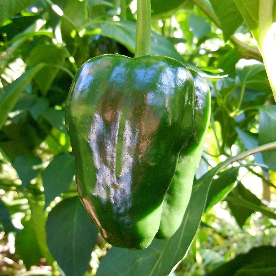 Ancho Gigantea Poblano Pepper Seeds