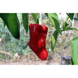 Ancho Gigantea Poblano Pepper Seeds