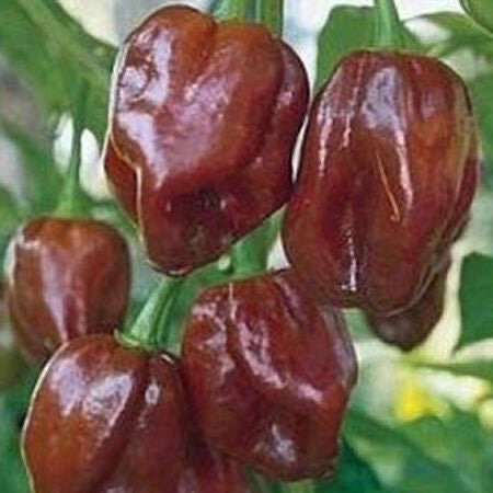 Chocolate Habanero Hot Pepper