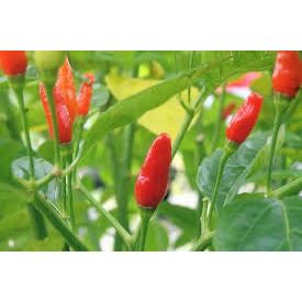 Hawaiian Sweet Hot Pepper Seeds