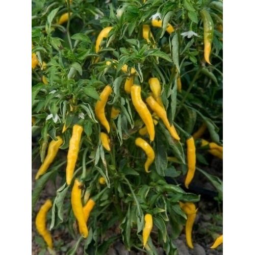 Golden Cayenne Pepper Seeds