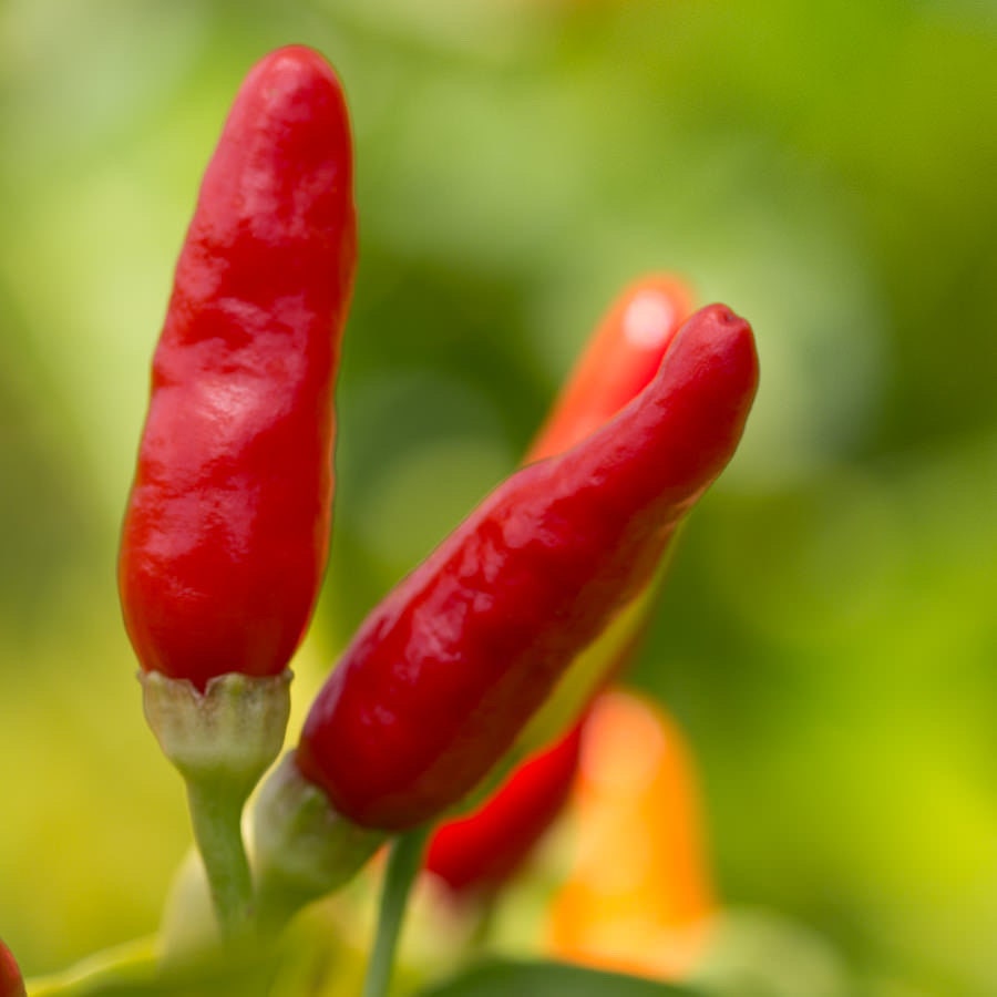 Hawaiian Sweet Hot Pepper Seeds