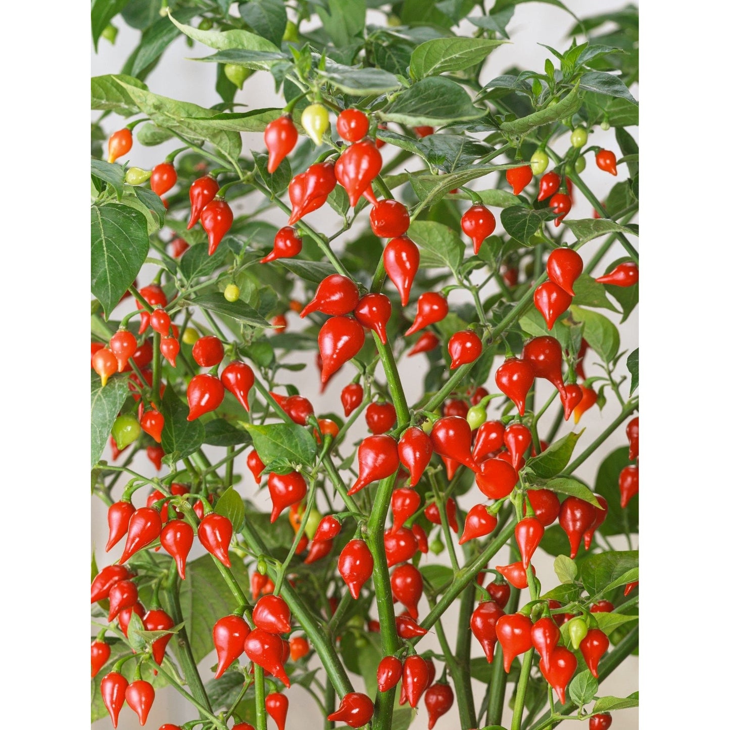 Biquinho Red Pepper Seeds