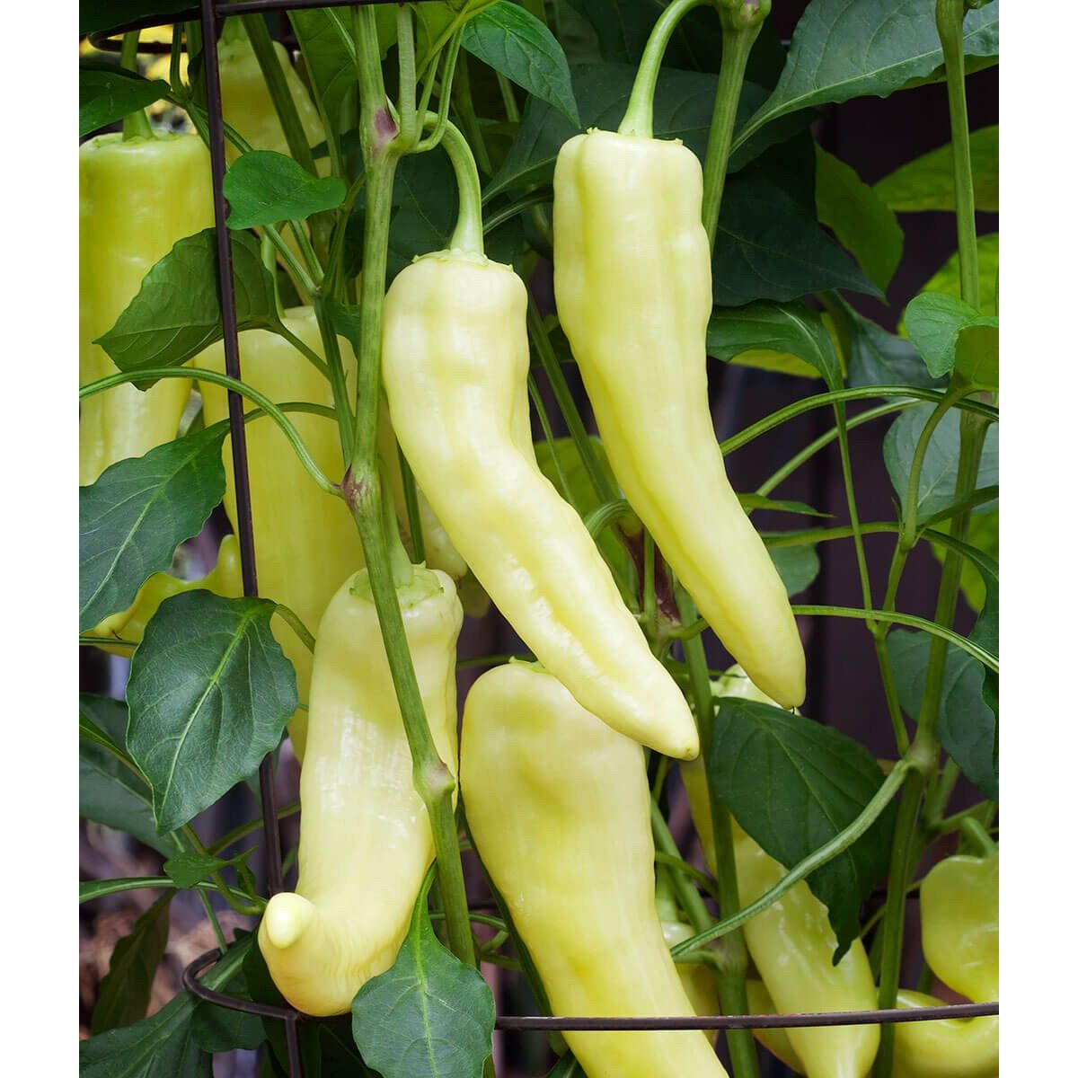 Sweet Banana Pepper Seeds