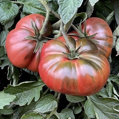 Black Sea Man Russian Heirloom Tomato Seeds