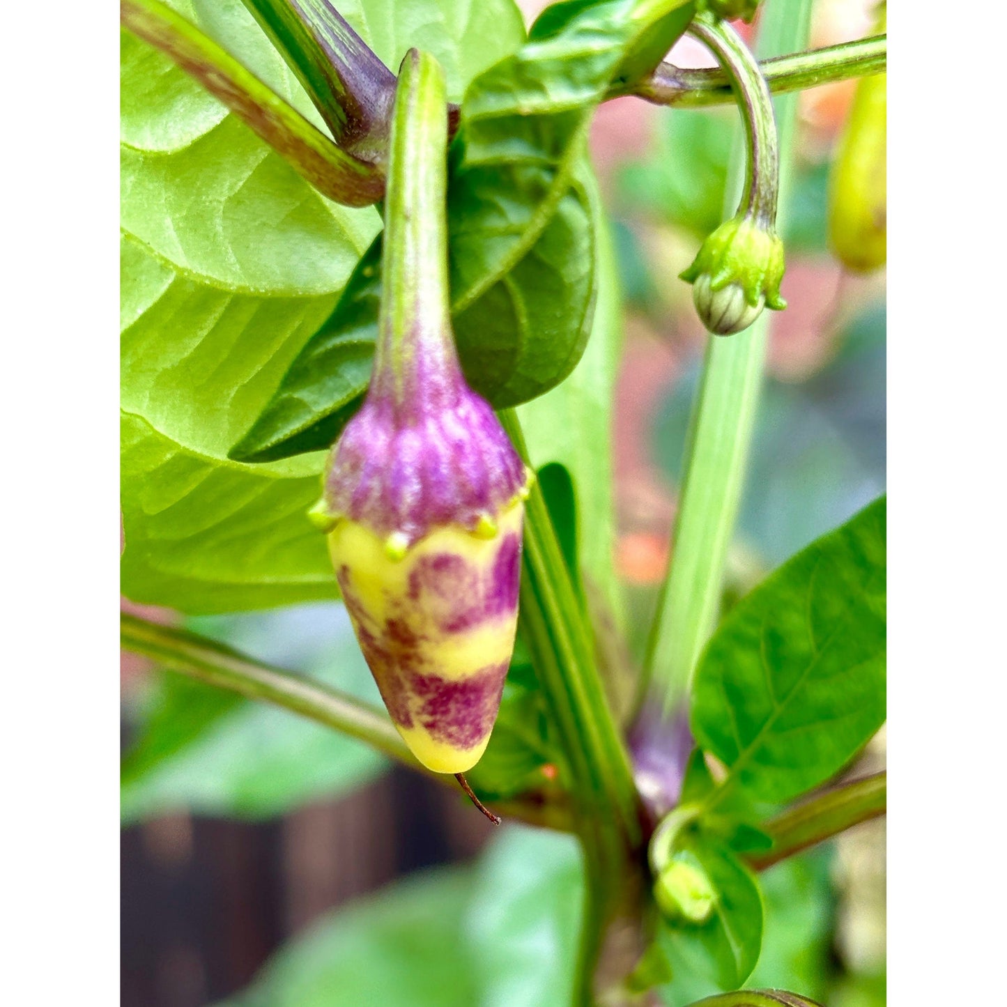 Rob’s Rad Jalapeno Pepper Seeds