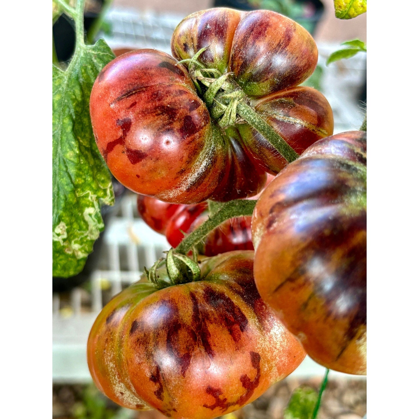 Chupa Chups PINK Tomato Seeds