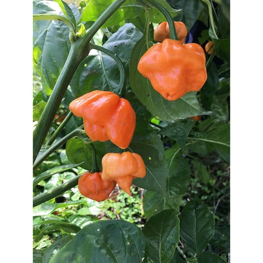 Bahamian Goat Caribbean Hot Pepper Seeds