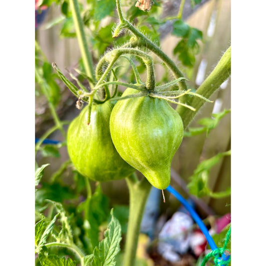 Rebel Starfighter Prime Nose Tomato Seeds