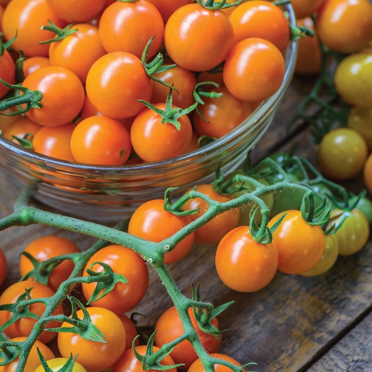 Honeycomb Hybrid Tomato Seeds