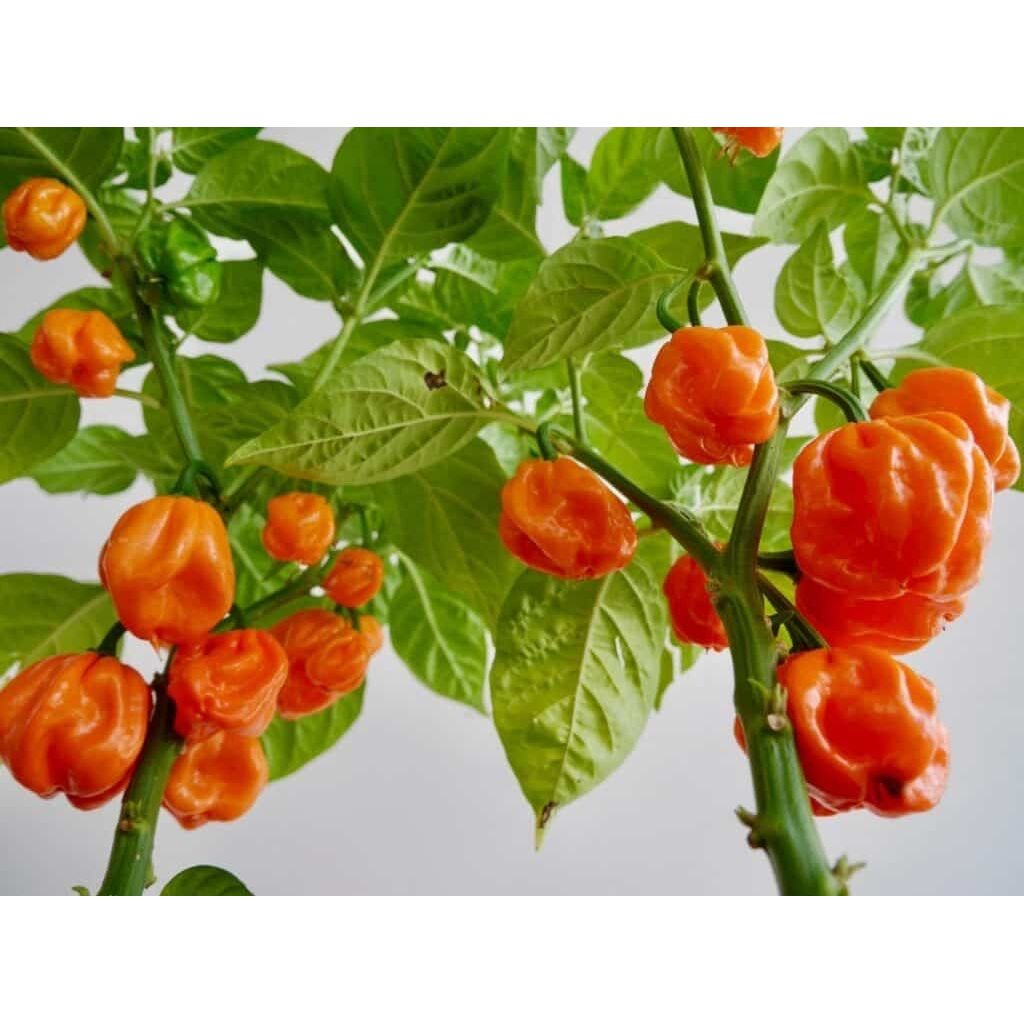 Bahamian Goat Caribbean Hot Pepper Seeds