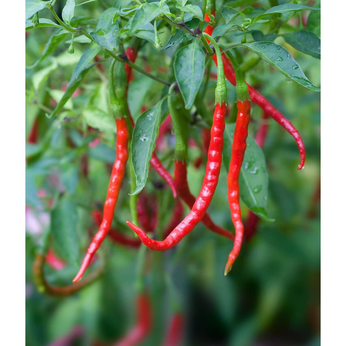 Chile de Arbol Mexican Ristra Pepper Seeds