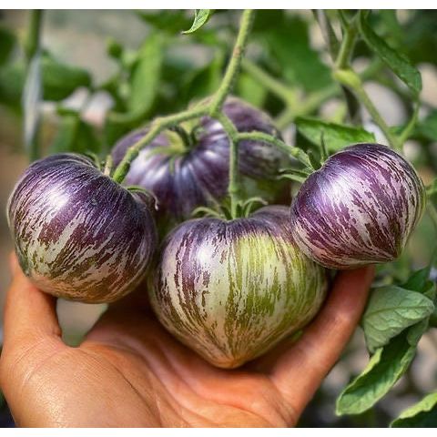 Rebel Starfighter Marsha's Heart Tomato Seeds