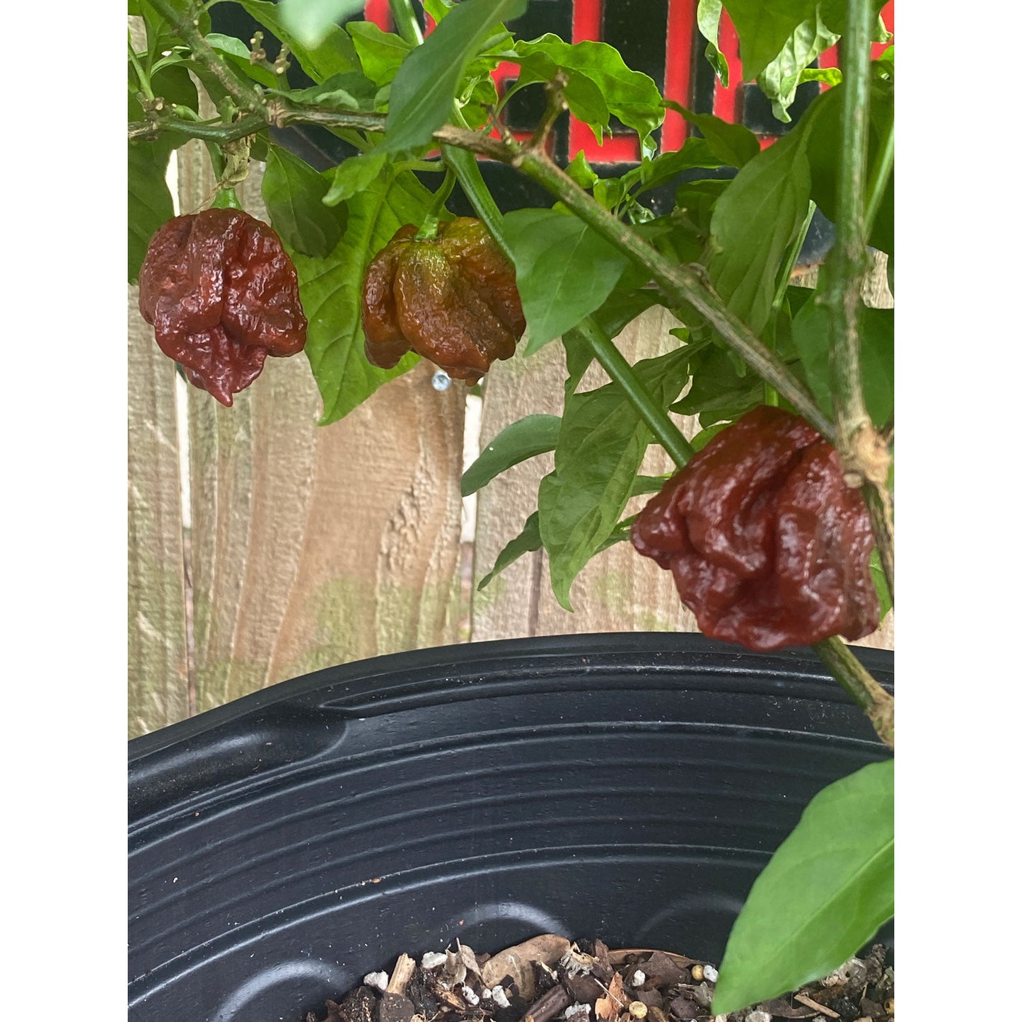 Chocolate Scorpion Pepper Seeds 10+