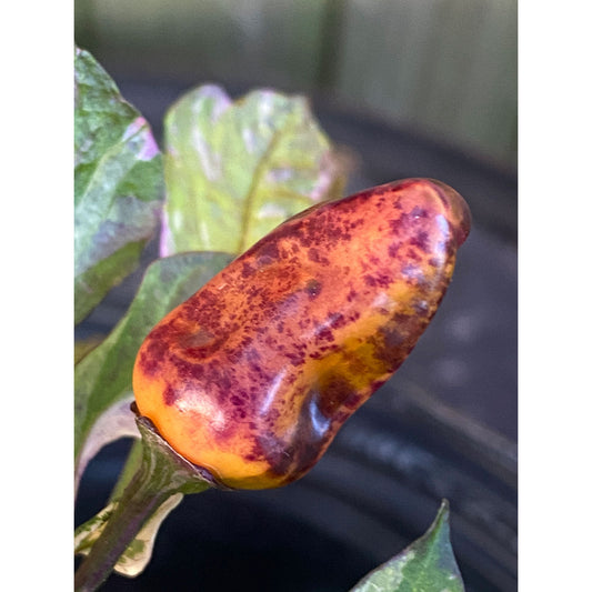 Tiger Jalapeno Pepper Seeds